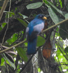 Trogon comptus