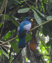 Trogon comptus