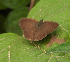 Hermeuptychia harmonia