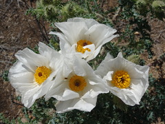 Argemone pleiacantha