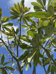 Rauvolfioideae
