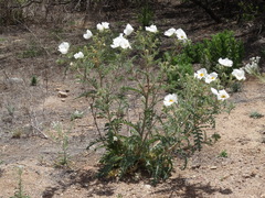 Argemone pleiacantha