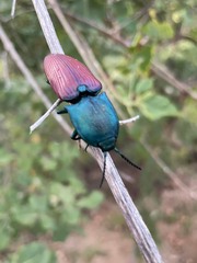 Chalcolepidius rubripennis