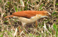 Furnarius leucopus