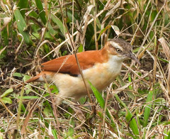 Furnarius leucopus