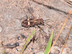 Elliptica transversefasciata