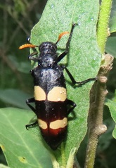 Hycleus oculatus