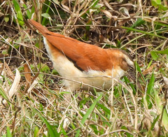 Furnarius leucopus