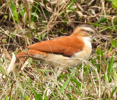 Furnarius leucopus