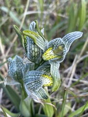 Chloraea magellanica