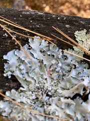 Myelochroa aurulenta