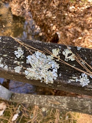 Myelochroa aurulenta