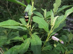 Solanum campylacanthum