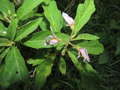 Solanum campylacanthum