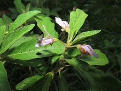 Solanum campylacanthum