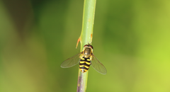 Syrphus reedi