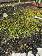 Entodon seductrix