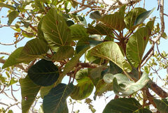 Ficus sycomorus