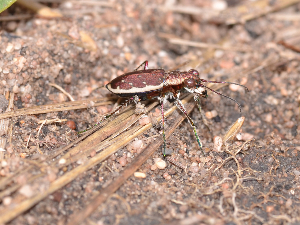 Lophyra uncivittata