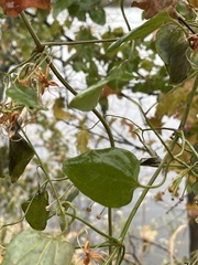 Clematis terniflora