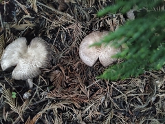 Agaricus sylvaticus