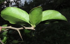 Dovyalis caffra
