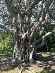Ficus benghalensis