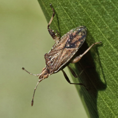 Harmostes fraterculus