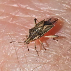 Harmostes fraterculus