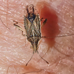 Harmostes fraterculus