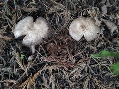 Agaricus sylvaticus