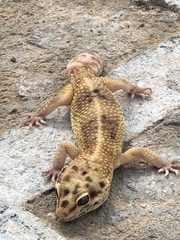 Eublepharis macularius