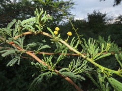 Vachellia
