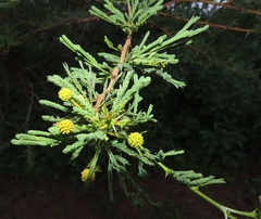 Vachellia