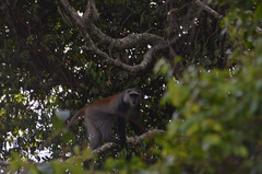 Cercopithecus mitis moloneyi