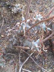 Tylecodon ventricosus