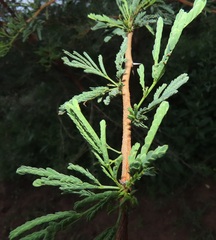 Vachellia
