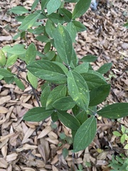 Daphne genkwa