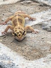 Eublepharis macularius