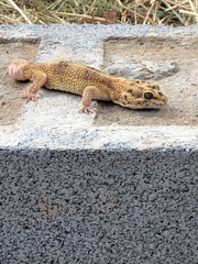 Eublepharis macularius