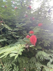 Calliandra haematocephala