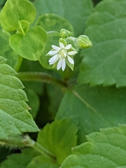 Stellaria