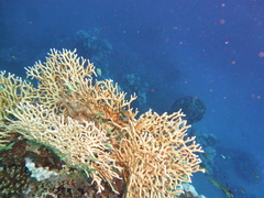 Millepora dichotoma
