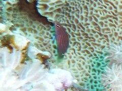 Pseudocheilinus hexataenia