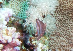 Oxycheilinus mentalis