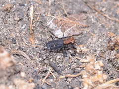 Prothymidia angusticollis