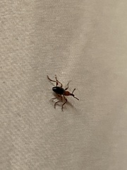 Cylas formicarius