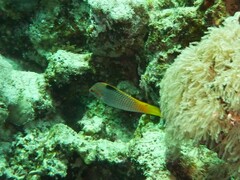 Halichoeres hortulanus