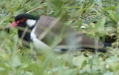 Vanellus indicus atronuchalis