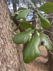 Quercus